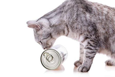 tin cat Isolated on white backgroundの写真素材