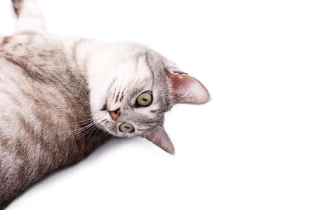 gray tabby cat lying Isolated on white backgroundの写真素材