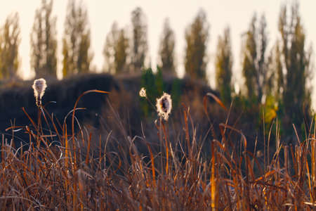 grass landscape dry nature autumn backgroundの写真素材