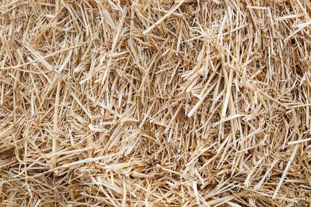 hay straw background