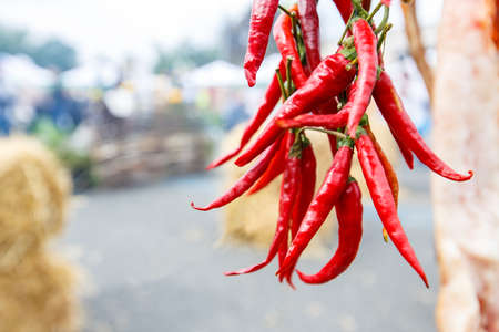 hot peppers bunchの写真素材