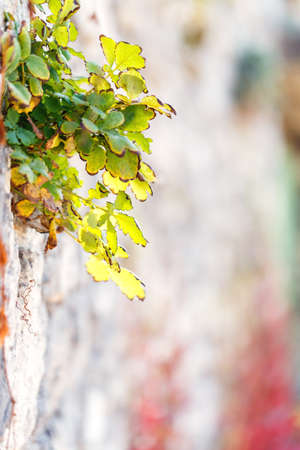 Wild grape wall background blur plantの写真素材
