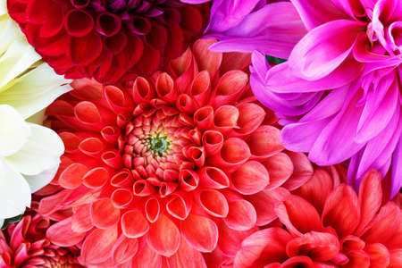 Chrysanthemum Isolated on white background