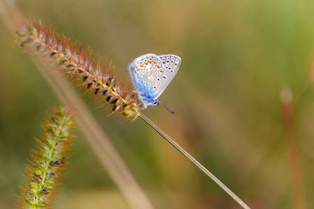 spike butterfly outside day green background bokeh
