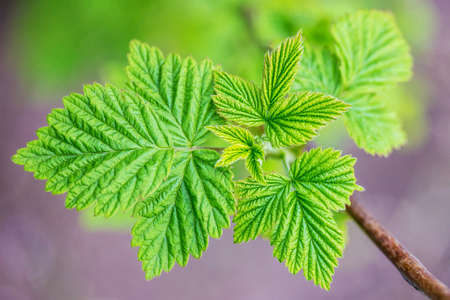 raspberry leaves outside background, natureの写真素材