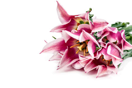 tulips flowers isolated on white backgroundの写真素材