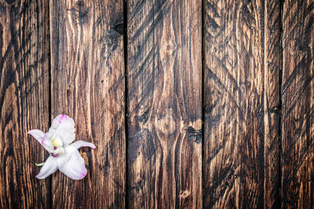 orchid flower on the wooden backgroundの写真素材