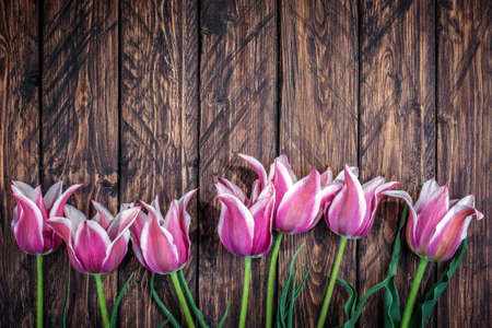 flowers tulips on the wooden backgroundの写真素材