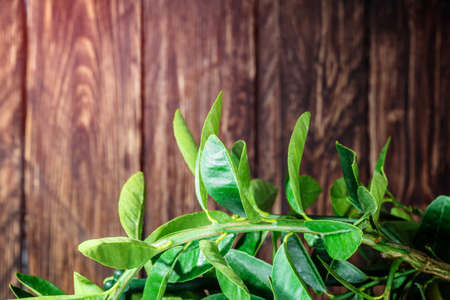 lemon tree on a wooden backgroundの写真素材
