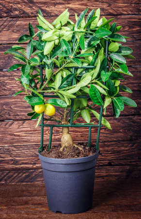 lemon tree on a wooden backgroundの写真素材