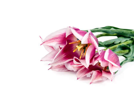 tulips flowers isolated on white background
