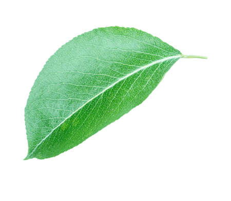 apple leaf isolated on white background clipping pathの写真素材