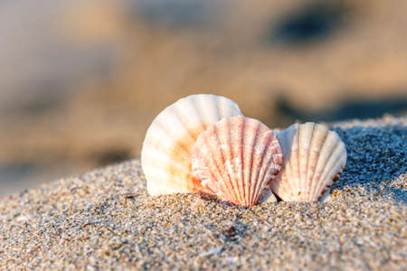 sand beach sea shell sunnyの写真素材