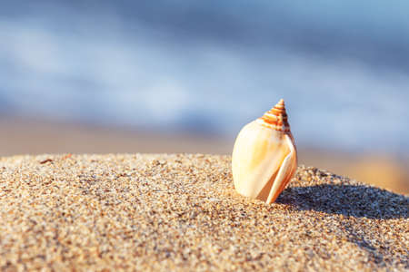 sand beach sea shell sunnyの写真素材