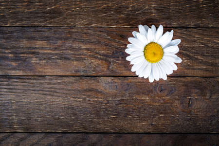 daisy on a wooden background fallen petalsの写真素材