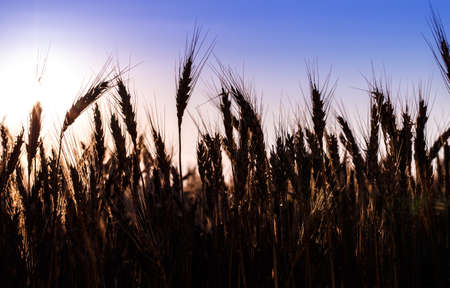 Field dawn sky wheat spikeletsの写真素材