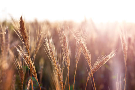 Field dawn sky wheat spikelets