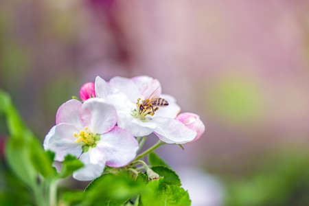 flowers apple bee background nature