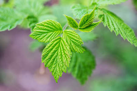 raspberry leaves outside background, nature