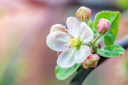 flower tree apple branch outdoorsの写真素材