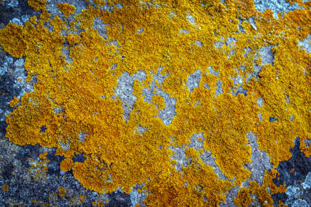 Background orange anophyte on stoneの写真素材