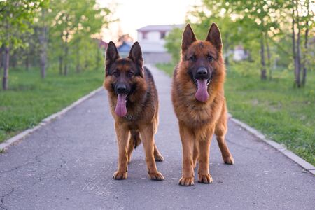 German shepherds execute commands in the park.の写真素材