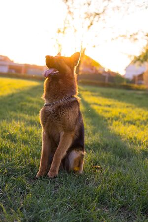 German shepherds execute commands in the park.の写真素材