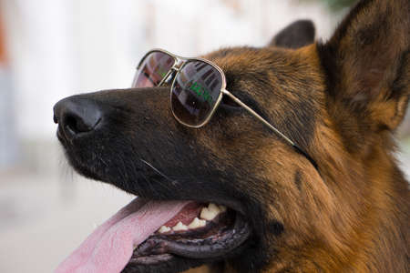 dog in sunglasses on the streets of the summer cityの写真素材
