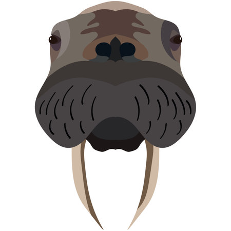 Big walrus vector head isolated on white backgroundのイラスト素材