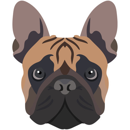 The face of a french bulldog. Vector portrait of a dog head isolated on white background.のイラスト素材