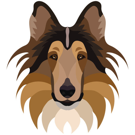 collie face. Vector portrait of a dog head isolated on white background.のイラスト素材