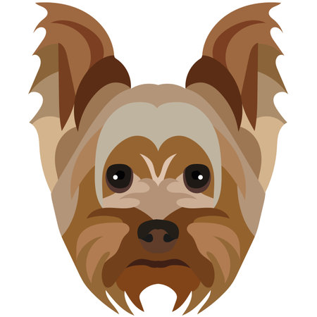 The face of a Yorkshire terrier. Vector portrait of a dog head isolated on white background.のイラスト素材