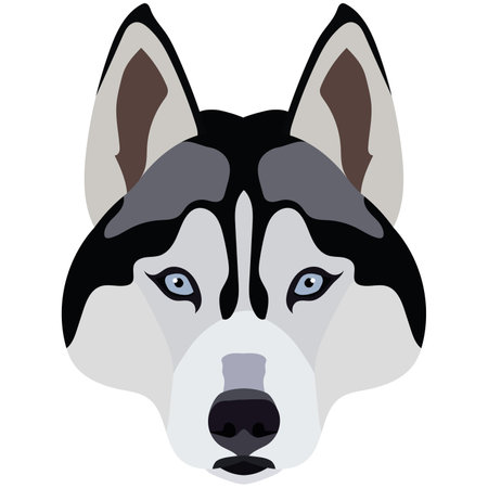 Husky face. Vector portrait of a dog head isolated on white background.のイラスト素材