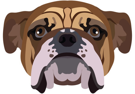 bulldog face. Vector portrait of a dog head isolated on white background.のイラスト素材