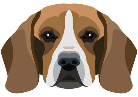 beagle face. Vector portrait of a dog head isolated on white background.のイラスト素材