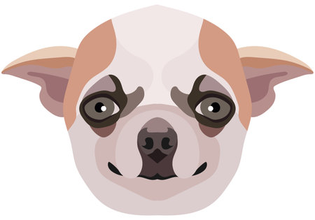 Chihuahua face. Vector portrait of a dog head isolated on white background.のイラスト素材