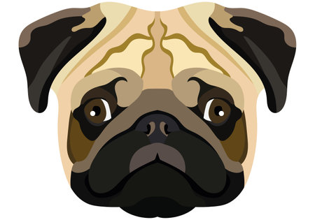 Pug face. Vector portrait of a dog head isolated on white background.のイラスト素材