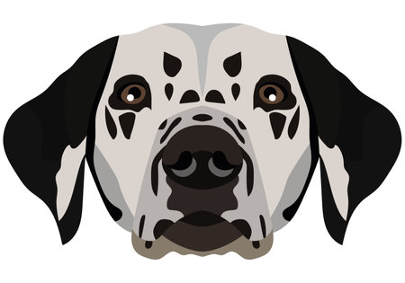 Dalmatian face. Vector portrait of a dog head isolated on white background.のイラスト素材