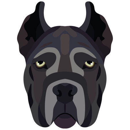 Cane Corso face. Vector portrait of a dog head isolated on white background.のイラスト素材