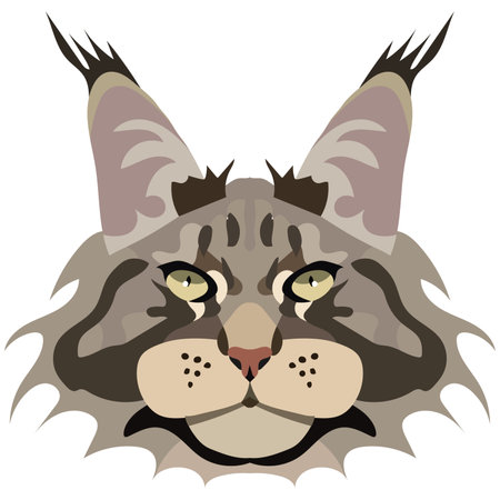 Maine Coon cat face. Vector portrait of a cat's head on a white background. The muzzle of an animal of the feline genus.のイラスト素材