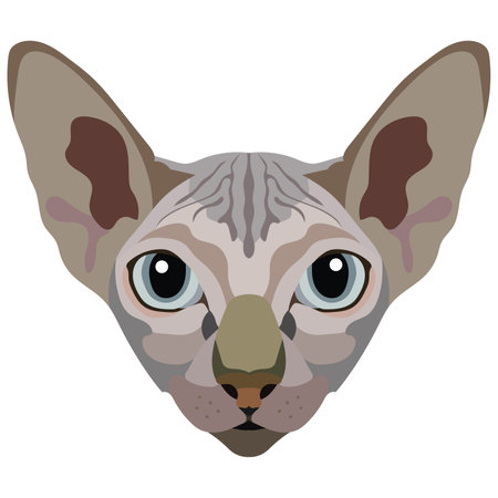 The face of the Sphinx cat. Vector portrait of a cat's head on a white background. The muzzle of an animal of the feline genus.のイラスト素材