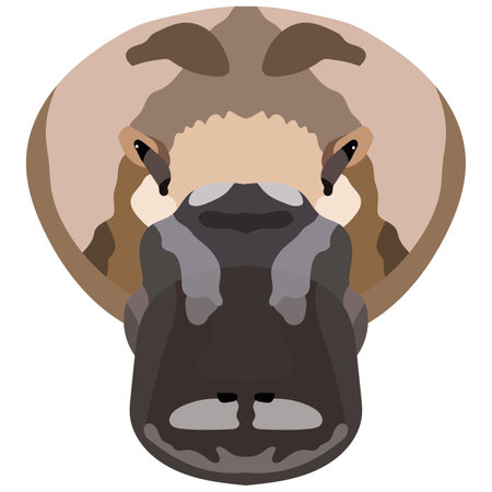The face of a platypus. Vector illustration Isolated on white background.のイラスト素材
