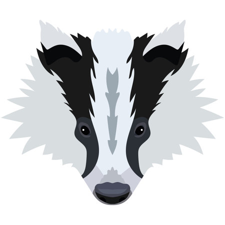badger's face. Vector illustration of cute badger Isolated on white background.のイラスト素材