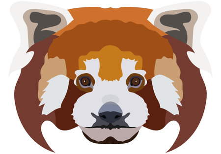 Little panda's face. Vector illustration of a red panda. isolated on white background.のイラスト素材