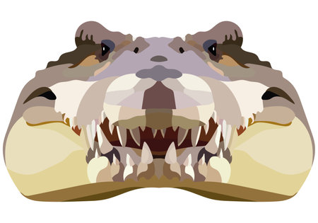 Crocodile head. The portrait of an alligator is depicted on a white background. vector graphics.のイラスト素材
