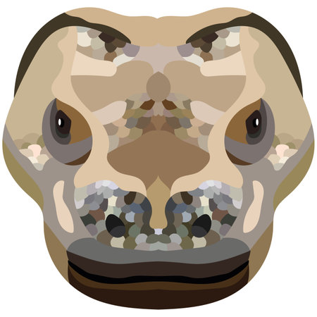 Komodo monitor lizard head. The portrait of a large lizard is depicted on a white background. vector graphics.のイラスト素材