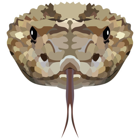 Head of a rattlesnake. The portrait of a poisonous snake is depicted on a white background. vector graphics.のイラスト素材