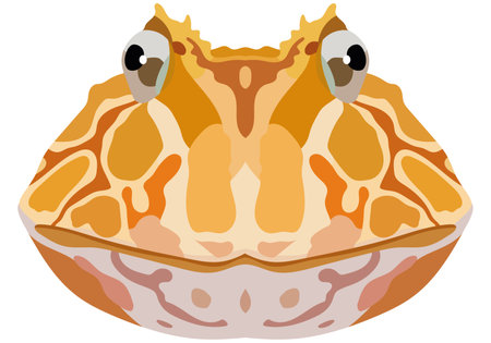 Realistic face of Ceratophrys toad. Portrait of a frog on a white background. vector graphics.のイラスト素材