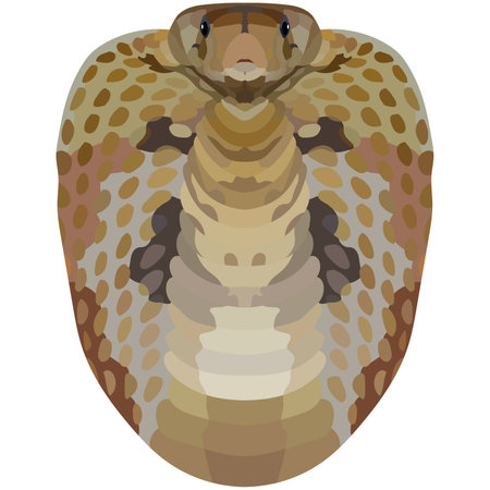 Cobra. Illustration of a poisonous snake. Bright Portrait is depicted on a white background. vector graphics. animal logoのイラスト素材
