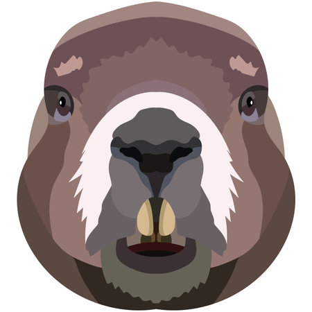 beaver face. An illustration of a muzzle of a rodent is depicted. Bright portrait on a white background. vector graphics. animal logoのイラスト素材
